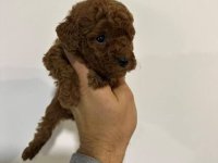 Toy pudle vrhunskog porekla :: Psi Oglasi Beograd