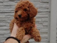 Pudle na prodaju :: Psi Oglasi Beograd