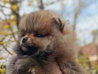 Stenci pomeranca prelepog krzna i izuzetno sitne građe :: Psi Oglasi Beograd