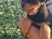 Rotvajler 4 muška šteneta :: Psi Oglasi Beograd