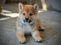 Shiba Inu prelepi štenci :: Psi Oglasi Beograd