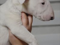 Bulterijer vrhunski štenci :: Psi Oglasi Beograd