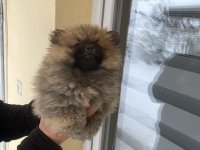 Pomeranac prelepi štenci :: Psi Oglasi Beograd