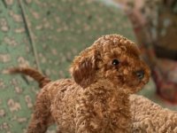 Toy Pudla prelepi štenci :: Psi Oglasi Beograd