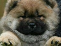 Chow Chow Čau Čau štenci :: Psi Oglasi Beograd