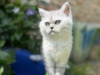 Skotske mace ,skotski strejt i britanske mace :: Mačke Oglasi Beograd