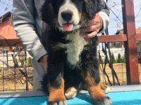 Bernski planinski pas štenci :: Psi Oglasi Beograd