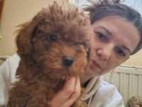 Crvene toy pudle :: Psi Oglasi Beograd