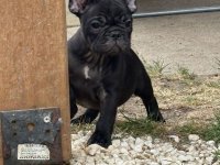 Dve ženke francuskog buldoga :: Psi Oglasi Beograd