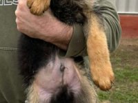 Nemački ovčar kratkodlaki, štenci :: Psi Oglasi Beograd