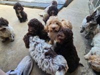 Lagotto Romagnolo, kvalitetni štenci :: Psi Oglasi Beograd