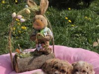 Predstavljamo vam novo leglo bebica maltipoo :: Psi Oglasi Beograd