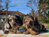 Dugodlaki jazavičar :: Psi Oglasi Beograd