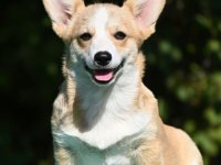 Velski korgi/Welsh Corgi Pembroke štenci :: Psi Oglasi Beograd