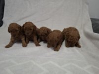 Prodajem patuljaste crvene pudle :: Psi Oglasi Beograd