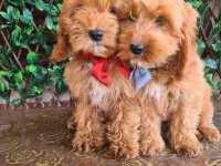 Labradoodle prelepi štenci :: Psi Oglasi Beograd