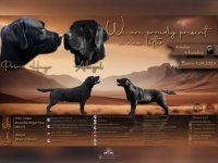 Na prodaju stenci Labrador retriver :: Psi Oglasi Beograd