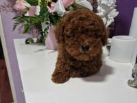 Neodoljivi stenci Toy pudle :: Psi Oglasi Beograd