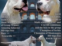 Legle dogo argentino štenaca :: Psi Oglasi Beograd