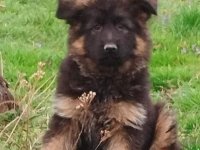 Nemacki Ovcar TOP štenci :: Psi Oglasi Beograd