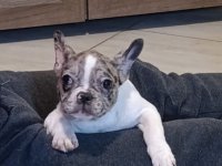 Stenad francuskog buldoga dva merle muzjaka 3.5 meseca :: Psi Oglasi Beograd