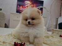 Pomeranci boo pravi medvedici :: Psi Oglasi Beograd