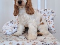 Koker španijel štenci, izložbenog potencijala :: Psi Oglasi Beograd