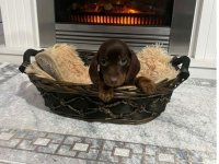 Patuljasti kratkodlaki jazavičari ekstra mini :: Psi Oglasi Beograd