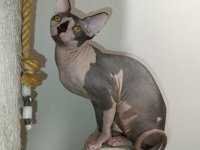Mačak SPHYNX dostupan za parenje :: Mačke Oglasi Beograd