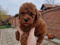 Crvene pudle toy, od oba roditelja u mom vlasnistvu :: Psi Oglasi Beograd