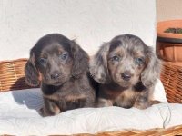 Jazavičari dugodlaki i kratkodlaki :: Psi Oglasi Beograd