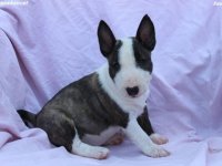 Mini Bull Terijer prelepi štenci :: Psi Oglasi Beograd