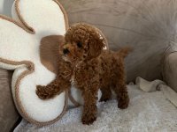 Štene crvene pudle :: Psi Oglasi Beograd