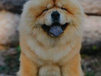 Chow Chow - dostupan za parenje :: Psi Oglasi Beograd
