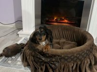 Patuljasti dugodlaki jazavičar, merle ženka :: Psi Oglasi Beograd