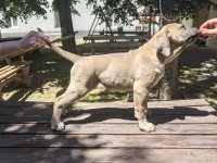 Cane Corso Kane Korso :: Psi Oglasi Beograd