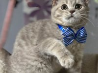 Dostupni skotski macici :: Mačke Oglasi Beograd Dostupni skotski macici :: Mačke Oglasi Beograd