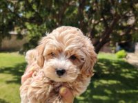 Maltipoo prelepi štenci :: Psi Oglasi Beograd