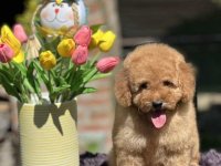 Aprikot toy PUDLA stene :: Psi Oglasi Beograd