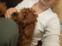 Crvene toy pudle :: Psi Oglasi Beograd