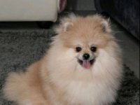 Pomeranac muzjak i zenka na prodaju :: Psi Oglasi Beograd