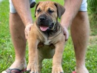 Južnoafrički mastif - Boerboel štenci :: Psi Oglasi Beograd