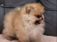 Pomeranac PRELEPI štenci :: Psi Oglasi Beograd