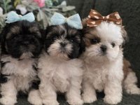 Prelepi Shih Tzu štenci iz registrovane FCI/KSS odgajivačnice :: Psi Oglasi Beograd