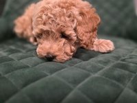 Patuljasta Pudla TOP štenci :: Psi Oglasi Beograd