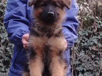 Nemački ovčar izvanredno štene Beograd :: Psi Oglasi Beograd