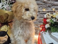 Dve vesele mini pudle apricot  - dečak I devojčica :: Psi Oglasi Beograd