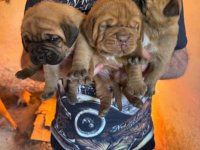 Bordoska Doga (Dogue de Bordeaux) prelepi stenci :: Psi Oglasi Beograd