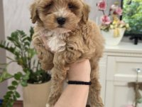 Maltipoo stenci spremni su za preuzimanje :: Psi Oglasi Beograd