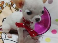 Mini civave :: Psi Oglasi Beograd